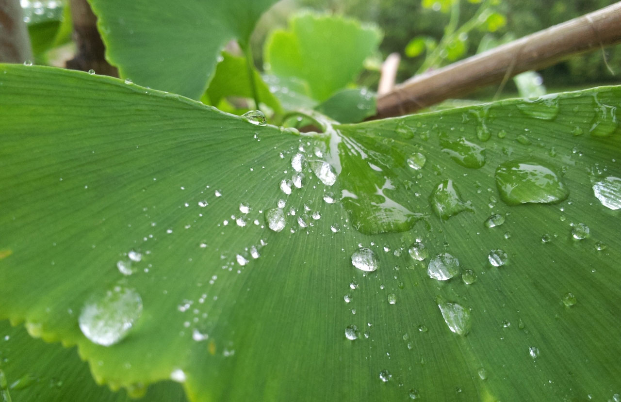 网络电话呼叫软件免费版